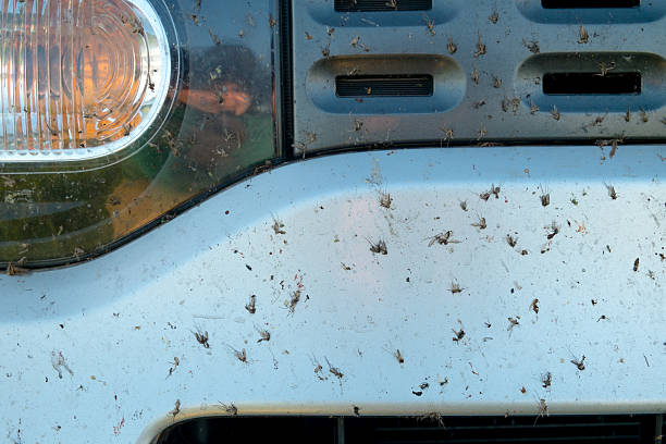 Gnats in a car